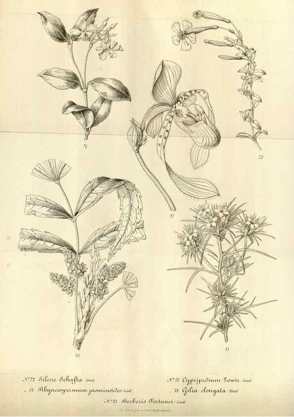 Reproducción/Reproduction 49492559177: Flore des serres et des jardins de l'Europe. A Gand :chez Louis van Houtte, eÌditeur,1845-1880.. 