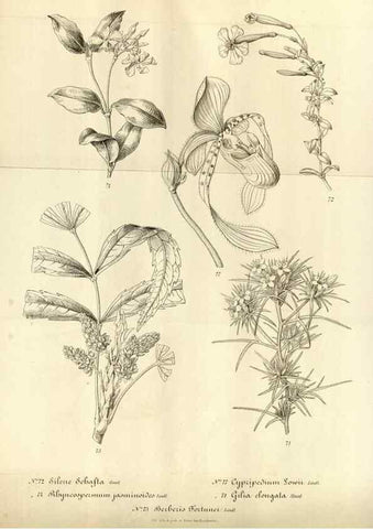 Reproducción/Reproduction 49492559177: Flore des serres et des jardins de l'Europe. A Gand :chez Louis van Houtte, eÌditeur,1845-1880.. 