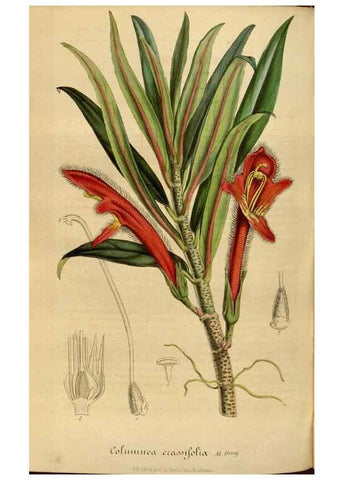 Reproducción/Reproduction 49491847223: Flore des serres et des jardins de l'Europe. A Gand :chez Louis van Houtte, eÌditeur,1845-1880.. 