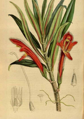 Reproducción/Reproduction 49491847223: Flore des serres et des jardins de l'Europe. A Gand :chez Louis van Houtte, eÌditeur,1845-1880.. 
