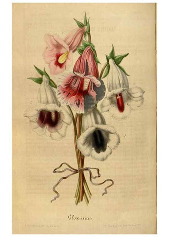 Reproducción/Reproduction 49492554122: Flore des serres et des jardins de l'Europe. A Gand :chez Louis van Houtte, eÌditeur,1845-1880.. 
