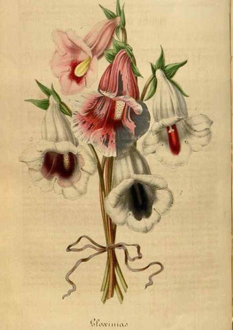 Reproducción/Reproduction 49492554122: Flore des serres et des jardins de l'Europe. A Gand :chez Louis van Houtte, eÌditeur,1845-1880.. 