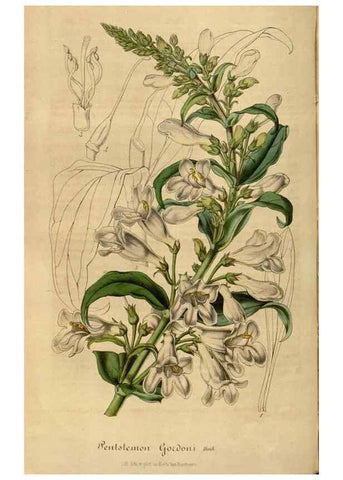 Reproducción/Reproduction 49491843468: Flore des serres et des jardins de l'Europe. A Gand :chez Louis van Houtte, eÌditeur,1845-1880.. 