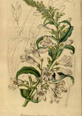 Reproducción/Reproduction 49491843468: Flore des serres et des jardins de l'Europe. A Gand :chez Louis van Houtte, eÌditeur,1845-1880.. 