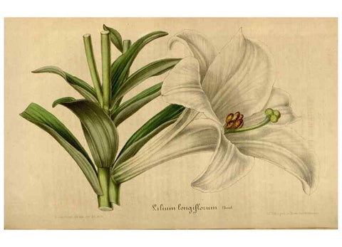 Reproducción/Reproduction 49492345656: Flore des serres et des jardins de l'Europe. A Gand :chez Louis van Houtte, eÌditeur,1845-1880.. 
