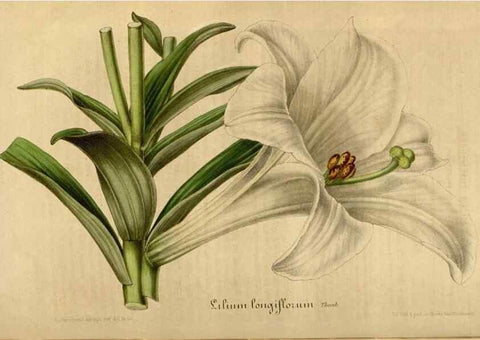 Reproducción/Reproduction 49492345656: Flore des serres et des jardins de l'Europe. A Gand :chez Louis van Houtte, eÌditeur,1845-1880.. 