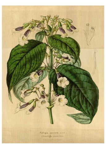Reproducción/Reproduction 49492345871: Flore des serres et des jardins de l'Europe. A Gand :chez Louis van Houtte, eÌditeur,1845-1880.. 
