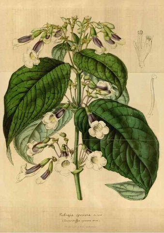 Reproducción/Reproduction 49492345871: Flore des serres et des jardins de l'Europe. A Gand :chez Louis van Houtte, eÌditeur,1845-1880.. 