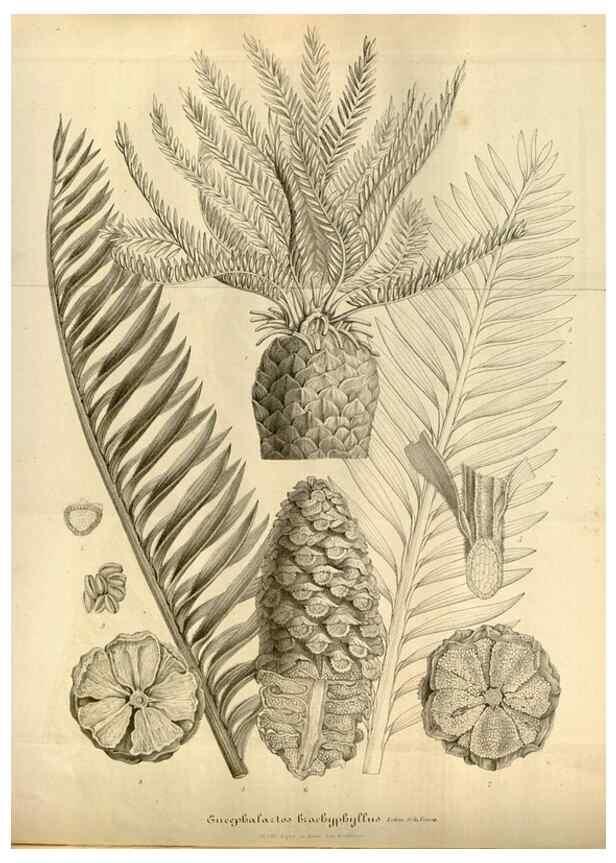 Reproducción/Reproduction 49492346101: Flore des serres et des jardins de l'Europe. A Gand :chez Louis van Houtte, eÌditeur,1845-1880.. 