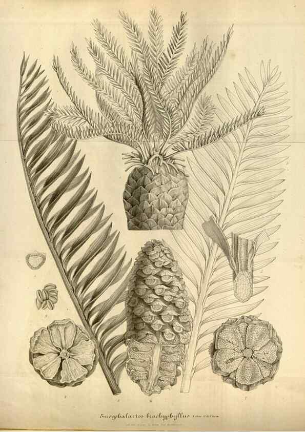 Reproducción/Reproduction 49492346101: Flore des serres et des jardins de l'Europe. A Gand :chez Louis van Houtte, eÌditeur,1845-1880.. 