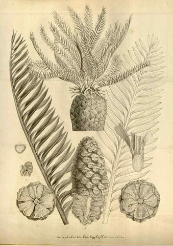 Reproducción/Reproduction 49492346101: Flore des serres et des jardins de l'Europe. A Gand :chez Louis van Houtte, eÌditeur,1845-1880.. 