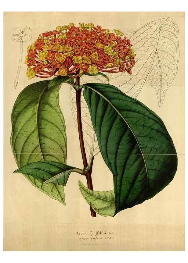 Reproducción/Reproduction 49492555537: Flore des serres et des jardins de l'Europe. A Gand :chez Louis van Houtte, eÌditeur,1845-1880.. 