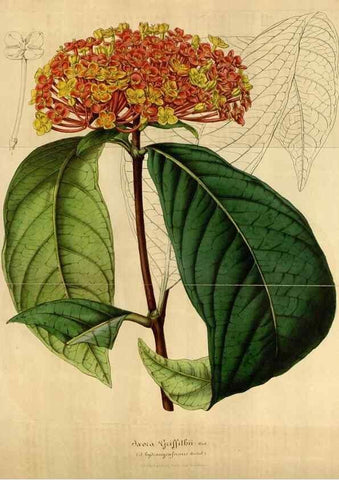Reproducción/Reproduction 49492555537: Flore des serres et des jardins de l'Europe. A Gand :chez Louis van Houtte, eÌditeur,1845-1880.. 