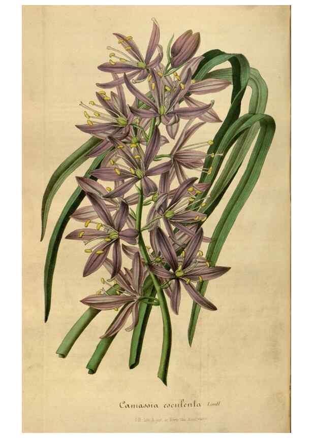 Reproducción/Reproduction 49492555922: Flore des serres et des jardins de l'Europe. A Gand :chez Louis van Houtte, eÌditeur,1845-1880.. 