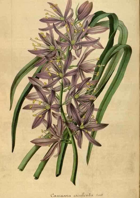 Reproducción/Reproduction 49492555922: Flore des serres et des jardins de l'Europe. A Gand :chez Louis van Houtte, eÌditeur,1845-1880.. 