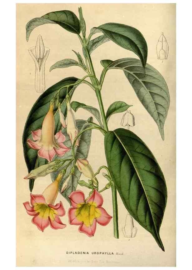 Reproducción/Reproduction 49492141983: Flore des serres et des jardins de l'Europe. A Gand :chez Louis van Houtte, eÌditeur,1845-1880.. 