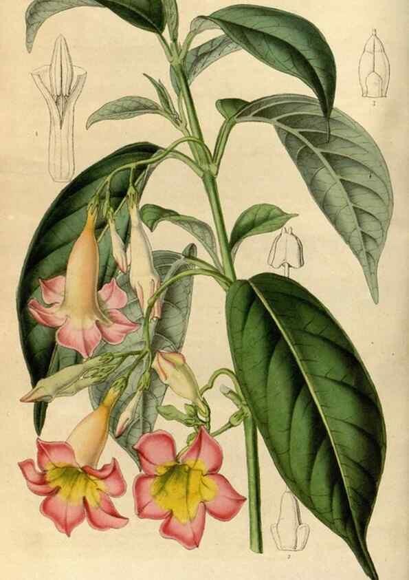Reproducción/Reproduction 49492141983: Flore des serres et des jardins de l'Europe. A Gand :chez Louis van Houtte, eÌditeur,1845-1880.. 