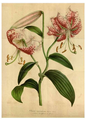 Reproducción/Reproduction 49491845108: Flore des serres et des jardins de l'Europe. A Gand :chez Louis van Houtte, eÌditeur,1845-1880.. 