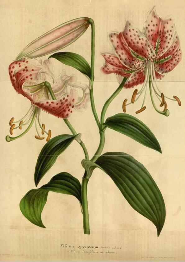 Reproducción/Reproduction 49491845108: Flore des serres et des jardins de l'Europe. A Gand :chez Louis van Houtte, eÌditeur,1845-1880.. 