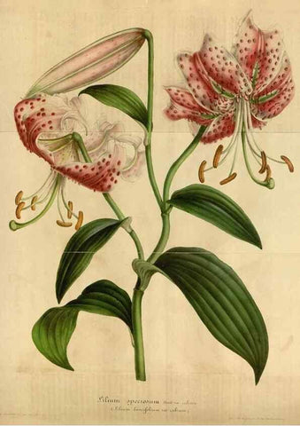 Reproducción/Reproduction 49491845108: Flore des serres et des jardins de l'Europe. A Gand :chez Louis van Houtte, eÌditeur,1845-1880.. 