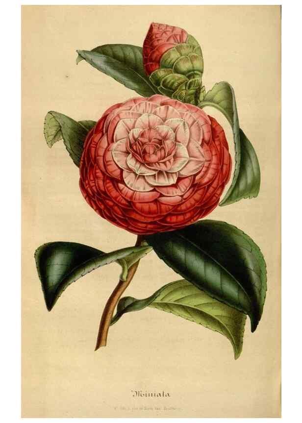 Reproducción/Reproduction 49492556822: Flore des serres et des jardins de l'Europe. A Gand :chez Louis van Houtte, eÌditeur,1845-1880.. 