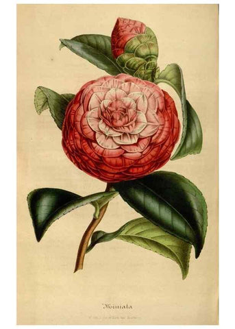 Reproducción/Reproduction 49492556822: Flore des serres et des jardins de l'Europe. A Gand :chez Louis van Houtte, eÌditeur,1845-1880.. 