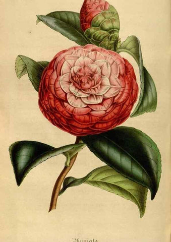 Reproducción/Reproduction 49492556822: Flore des serres et des jardins de l'Europe. A Gand :chez Louis van Houtte, eÌditeur,1845-1880.. 