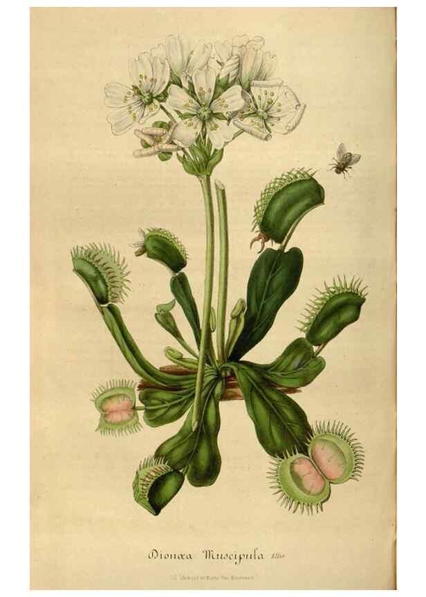 Reproducción/Reproduction 49492557172: Flore des serres et des jardins de l'Europe. A Gand :chez Louis van Houtte, eÌditeur,1845-1880.. 