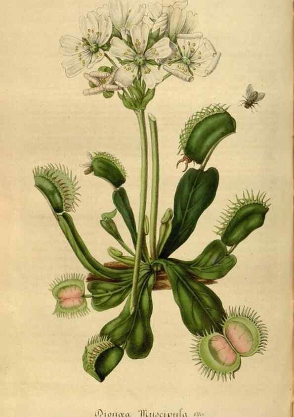 Reproducción/Reproduction 49492557172: Flore des serres et des jardins de l'Europe. A Gand :chez Louis van Houtte, eÌditeur,1845-1880.. 