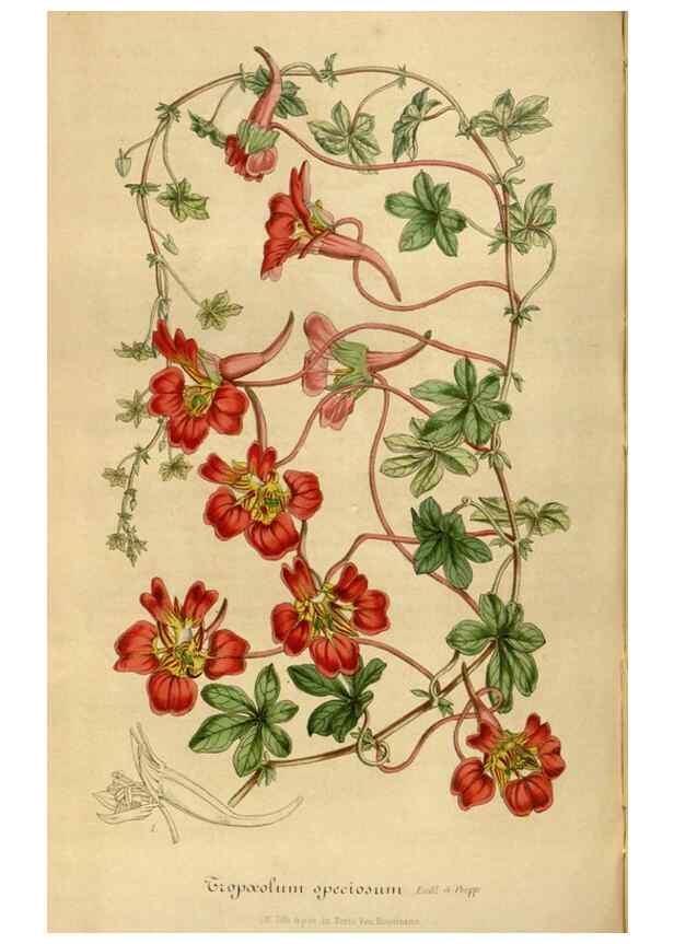 Reproducción/Reproduction 49492347946: Flore des serres et des jardins de l'Europe. A Gand :chez Louis van Houtte, eÌditeur,1845-1880.. 