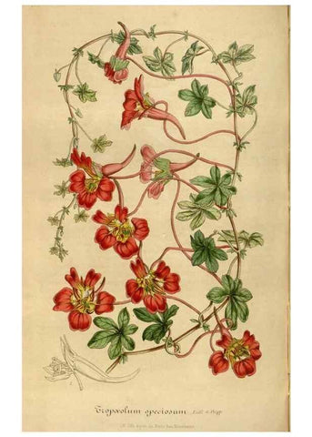 Reproducción/Reproduction 49492347946: Flore des serres et des jardins de l'Europe. A Gand :chez Louis van Houtte, eÌditeur,1845-1880.. 