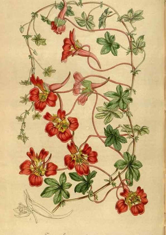 Reproducción/Reproduction 49492347946: Flore des serres et des jardins de l'Europe. A Gand :chez Louis van Houtte, eÌditeur,1845-1880.. 