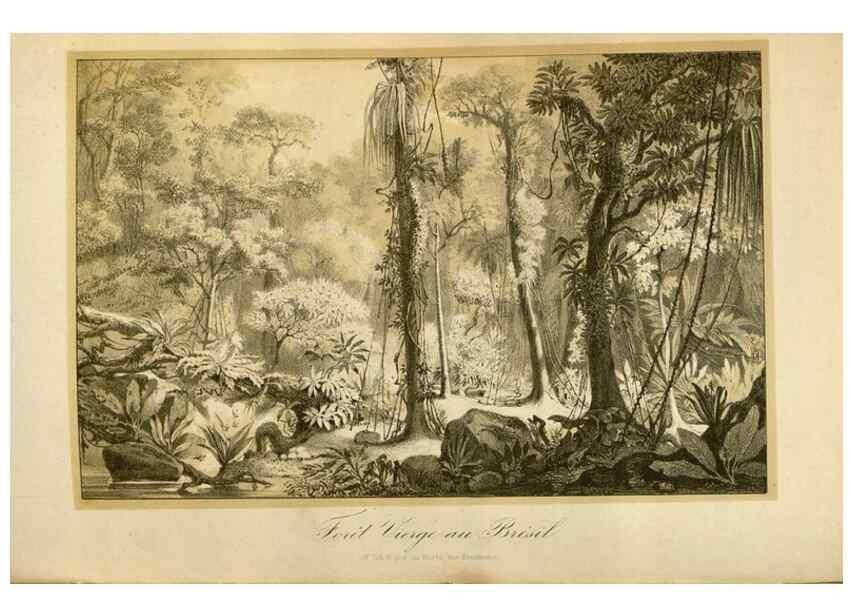 Reproducción/Reproduction 49492557702: Flore des serres et des jardins de l'Europe. A Gand :chez Louis van Houtte, eÌditeur,1845-1880.. 