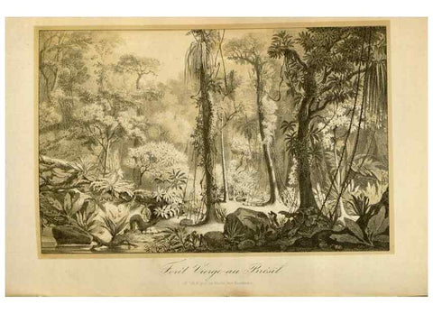 Reproducción/Reproduction 49492557702: Flore des serres et des jardins de l'Europe. A Gand :chez Louis van Houtte, eÌditeur,1845-1880.. 