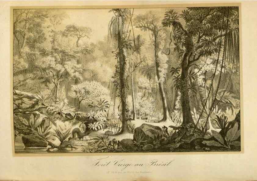 Reproducción/Reproduction 49492557702: Flore des serres et des jardins de l'Europe. A Gand :chez Louis van Houtte, eÌditeur,1845-1880.. 