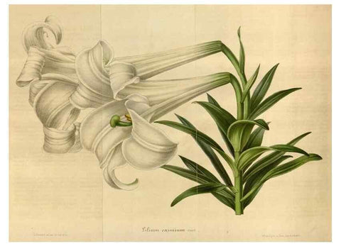 Reproducción/Reproduction 49492558082: Flore des serres et des jardins de l'Europe. A Gand :chez Louis van Houtte, eÌditeur,1845-1880.. 