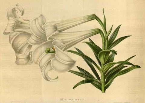 Reproducción/Reproduction 49492558082: Flore des serres et des jardins de l'Europe. A Gand :chez Louis van Houtte, eÌditeur,1845-1880.. 