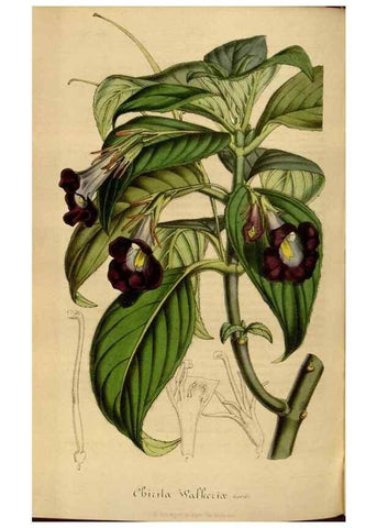 Reproducción/Reproduction 49492348671: Flore des serres et des jardins de l'Europe. A Gand :chez Louis van Houtte, eÌditeur,1845-1880.. 