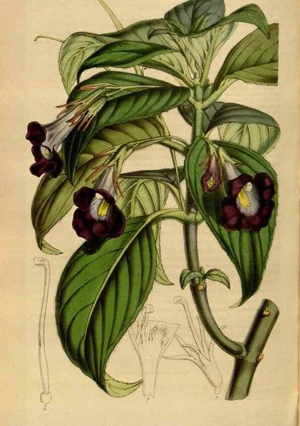 Reproducción/Reproduction 49492348671: Flore des serres et des jardins de l'Europe. A Gand :chez Louis van Houtte, eÌditeur,1845-1880.. 