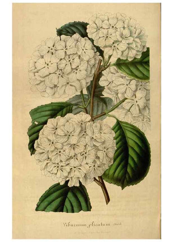 Reproducción/Reproduction 49492556522: Flore des serres et des jardins de l'Europe. A Gand :chez Louis van Houtte, eÌditeur,1845-1880.. 