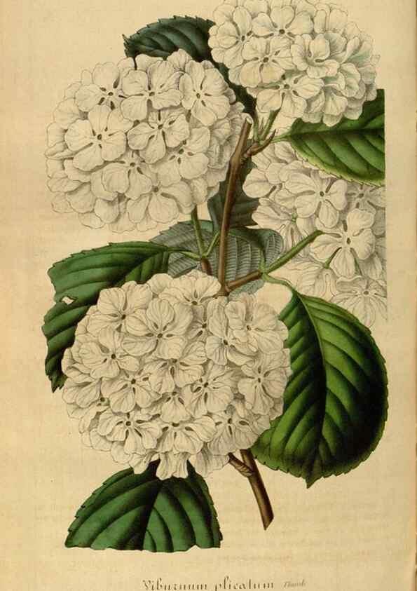 Reproducción/Reproduction 49492556522: Flore des serres et des jardins de l'Europe. A Gand :chez Louis van Houtte, eÌditeur,1845-1880.. 