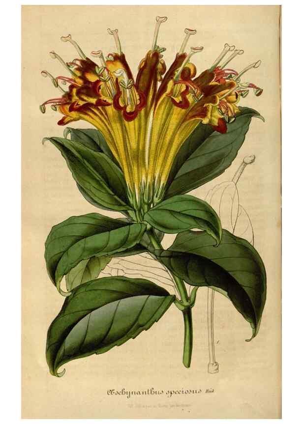 Reproducción/Reproduction 49491842843: Flore des serres et des jardins de l'Europe. A Gand :chez Louis van Houtte, eÌditeur,1845-1880.. 
