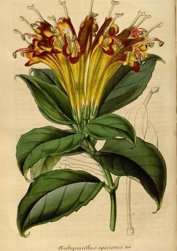 Reproducción/Reproduction 49491842843: Flore des serres et des jardins de l'Europe. A Gand :chez Louis van Houtte, eÌditeur,1845-1880.. 