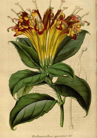 Reproducción/Reproduction 49491842843: Flore des serres et des jardins de l'Europe. A Gand :chez Louis van Houtte, eÌditeur,1845-1880.. 