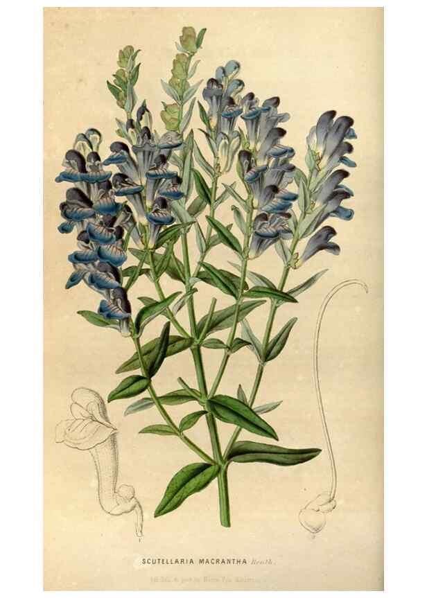 Reproducción/Reproduction 49492642261: Flore des serres et des jardins de l'Europe. A Gand :chez Louis van Houtte, eÌditeur,1845-1880.. 