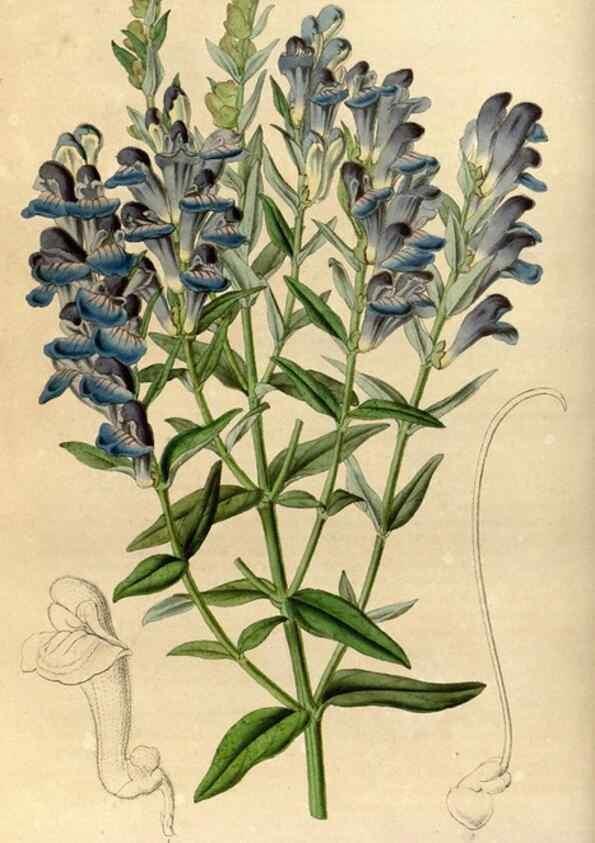 Reproducción/Reproduction 49492642261: Flore des serres et des jardins de l'Europe. A Gand :chez Louis van Houtte, eÌditeur,1845-1880.. 