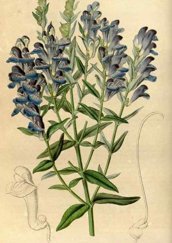 Reproducción/Reproduction 49492642261: Flore des serres et des jardins de l'Europe. A Gand :chez Louis van Houtte, eÌditeur,1845-1880.. 