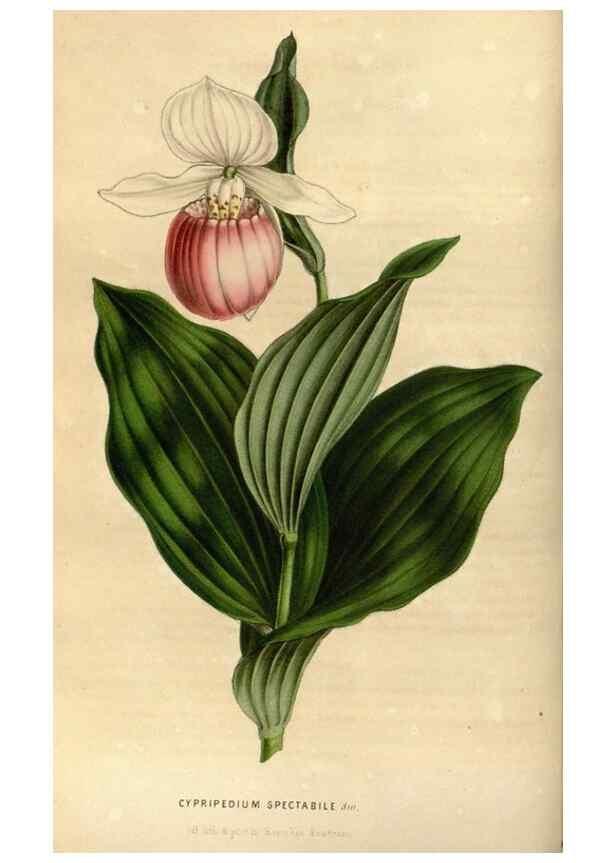 Reproducción/Reproduction 49492643116: Flore des serres et des jardins de l'Europe. A Gand :chez Louis van Houtte, eÌditeur,1845-1880.. 