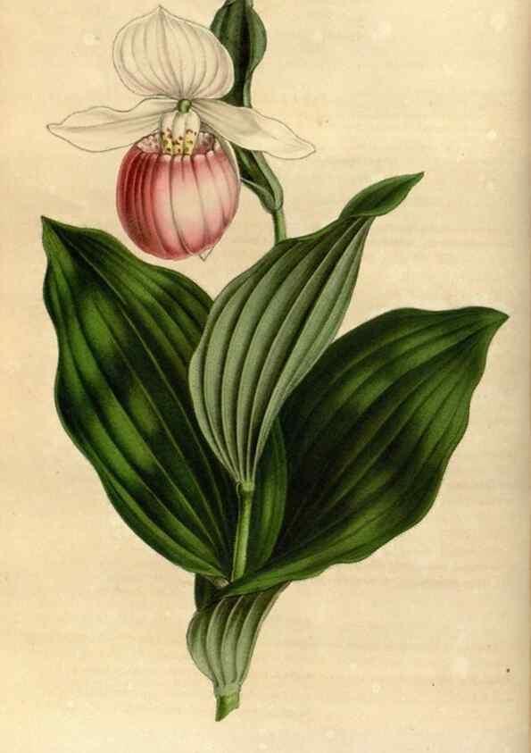 Reproducción/Reproduction 49492643116: Flore des serres et des jardins de l'Europe. A Gand :chez Louis van Houtte, eÌditeur,1845-1880.. 