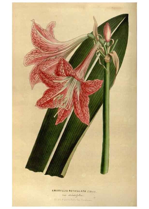 Reproducción/Reproduction 49492652146: Flore des serres et des jardins de l'Europe. A Gand :chez Louis van Houtte, eÌditeur,1845-1880.. 